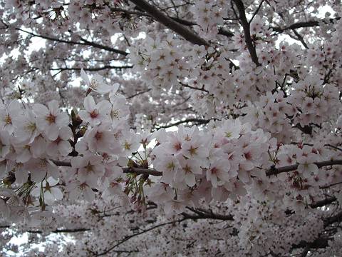 桜３-s.jpg