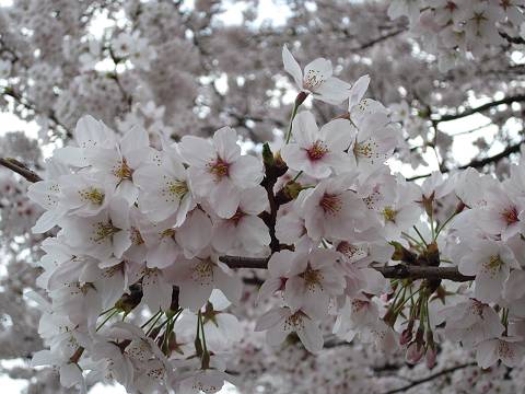 桜４-s.jpg